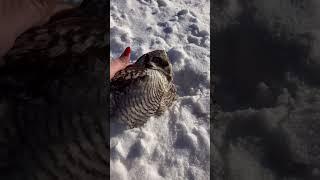 We rescued an owl on the highway that was hit by a car