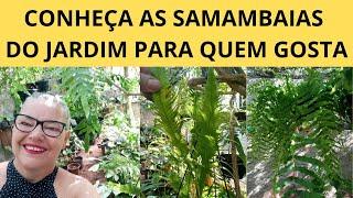 VEJA O JARDIM DE SAMAMBAIAS DO JARDIM PARA QUEM GOSTA - VENDAS E ENVIO PARA TODO O BRASIL EM BREVE!