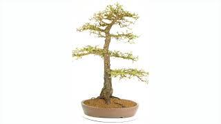 OD788 - Magnificent European Larch Bonsai (Deciduous State)