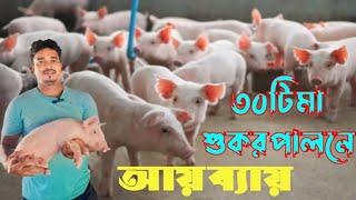 ৩০টী মা শুকর পালনে বছরে আয় ৯লক্ষ। pig farm earn money/pig farm