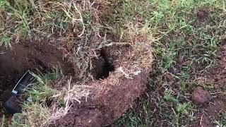 “Tyler Mr.Trees” The best gopher trapping technique.