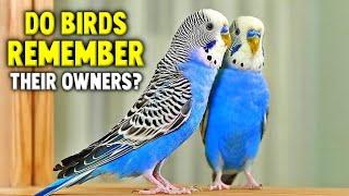 Do Birds Miss and Remember Their Owners?