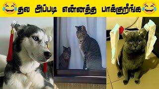  சூப்பர் ஆ சாப்டுவனே.... கொண்டா #viral #trending #comedy #funnyanimalvideos