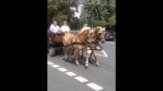 Pferdeprozession warendorf - mariä Himmelfahrt 2014