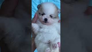 O vídeo mais fofo  #filhote #filhotefofo #cachorrofofo #cachorro #filhotedecachorro #bailer