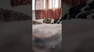 Why Every Creator Needs AI – According to This Genius Cat. #artificialintelligence #lion