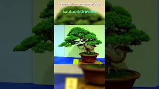 sautuoi50review Beautiful Bonsai from World p7