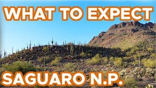 Things to Do in Saguaro National Park (What to Expect + Where to Stay)