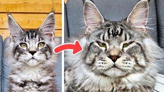 Maine Coon Dexter: From Cute Kitten to Majestic Cat!