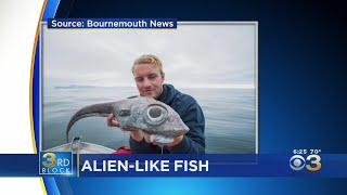 Fisherman Shocked After Reeling In Alien-Like Fish