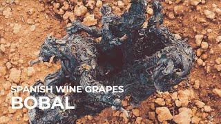 Spanish Wine Grapes: Bobal