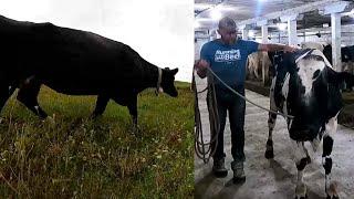 It’s About To Get Western! The Dangers of Handling Wild Cattle!