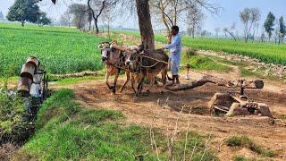 Old Technology of Bull Powered Water Wheel Irrigation System | Traditional Irrigation Method