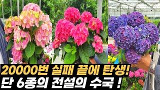 수국 명장의 광기! 2만 수국 중 6개만 통과 했다!