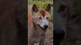 Bark Wonder: Dog With Unique Bark