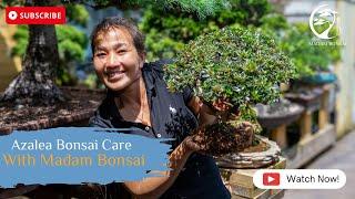 Azalea Bonsai Care, with Madam Bonsai.