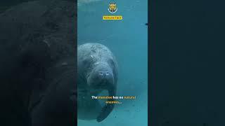 The Manatee Has No Natural Enemies | The Animal Explorer #shorts