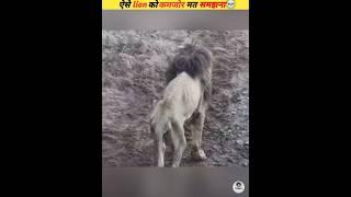 The lion was the most feared #viral