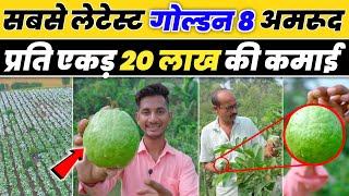 Golden 8 अमरूद की खेती का कमाल: 1 एकड़ में ₹20 लाख की बंपर कमाई  // Golden 8 Guava Farming in India