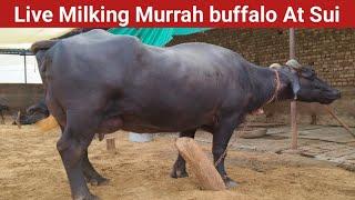 Live Milking Murrah buffalo , at sui , Dst Bhiwani Haryana , 9729406681