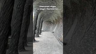 Discover Shenzhen's architectural wonder, a magic - filled surprise!#shenzhen #building #travel