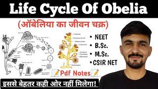 Life Cycle Of Obelia In Hindi || Obelia Classification || By Dadhich Sir