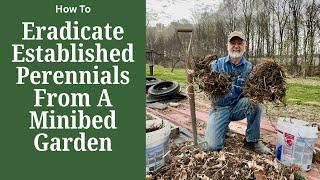 Eradicating Established Perennials in The Minibed Garden