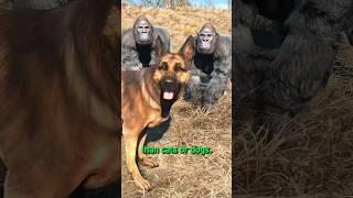 The BEST Animal for Your Settlements in Fallout 4