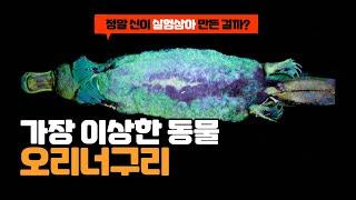 과학자들은 오리너구리에게서 아주 이상한 것을 발견했습니다.