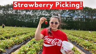 Auckland's Best Strawberry Farm!  | New Zealand Vlogs 