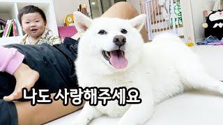 강아지들 때문에 피곤해 죽겠습니다.. ㅋㅋ