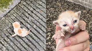 the poor kitten was abandoned on the wet road no one paid attention to her loud cries for help.