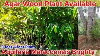 Agar wood plants/Aquilaria Malaccensis/Agar wood Nursery9678756905