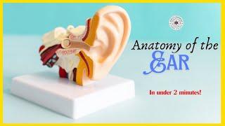 Human ear - Structure and function | Anatomy of Ear | How the Ear works