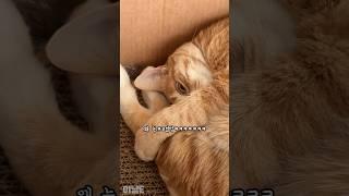 잠 못드는 고양이에게 해줘야 하는 행동 #고양이 #catshorts