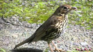 Голоса птиц - Певчий дрозд (Turdus philomelos).