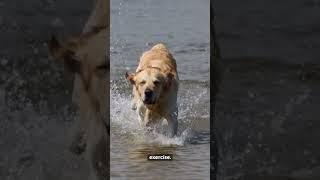 Shocking Reason Why Dogs Like to Sniff Everything