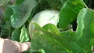 Honeydew Melon & Road Side Garden, 18 Feb 2021