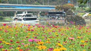 [CCS충북방송영상]가을빛 완연한 ‘단양 도담정원’