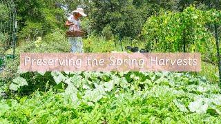 Preserving our Spring Harvest - June 2024 | Backyard Homestead