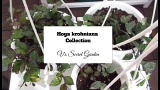 Hoya krohniana Collection #hoya