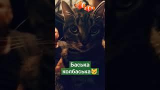 #бася #баська #кот. ну рил милаха ️