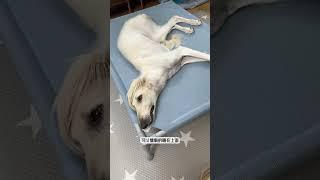 自用不错的行军床推荐 #陕西细犬