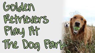 thegoldenduo: Golden Retrievers Play At The Dog Park