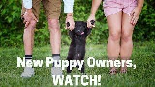 3 Things New Puppy Owners Don't Realize About Training Their Puppy!