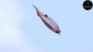 Fastest Flying Bird in the World | Xplore Beyond