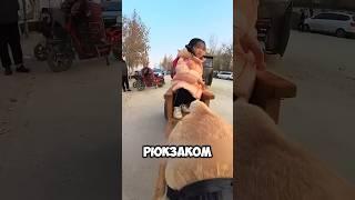 Пёс Самостоятельно Привозит Девочку Со Школы! #животные