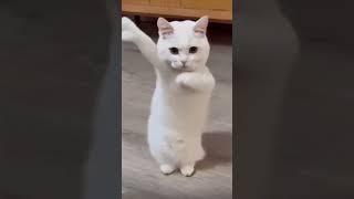 Cat dancing to Chinese song #cat #catdancing #dancing #china #chinese #科目三 #科目三舞蹈