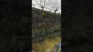 Sakura in Yamazaki River, Nagoya