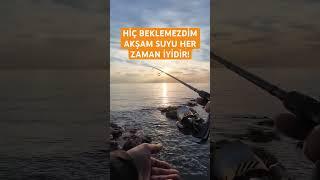 Bu balığın ağzı Pitbula benziyor